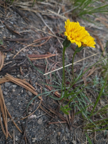 Image of Nothocalais alpestris by no rights reserved