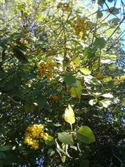 Rumfordia floribunda