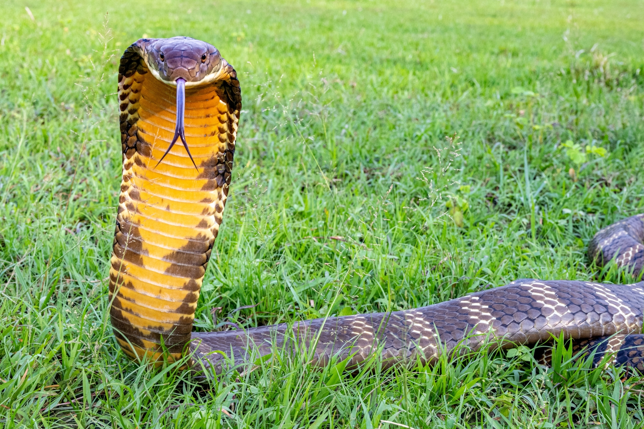 King Cobras (Genus Ophiophagus) · iNaturalist