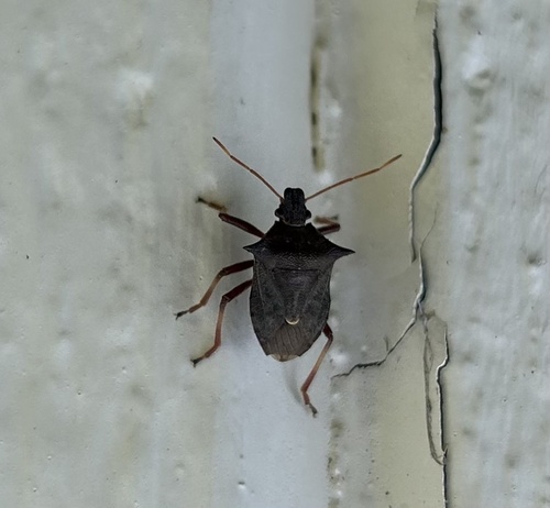 Spiny Shield Bug photo 5