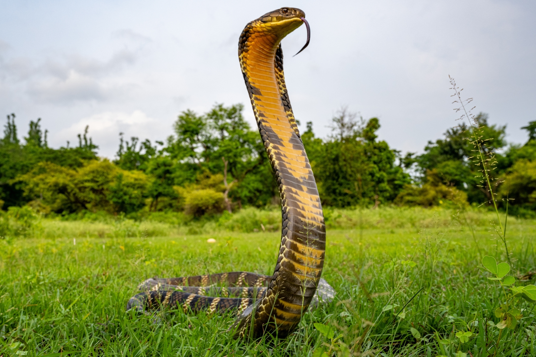 serpiente cobra - Buscar con Google  King cobra snake, Cobra snake, Snake  images