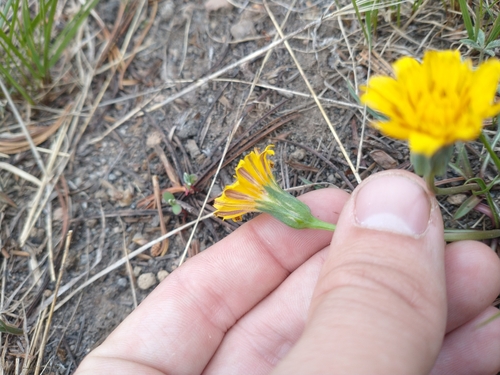 Image of Nothocalais alpestris by no rights reserved