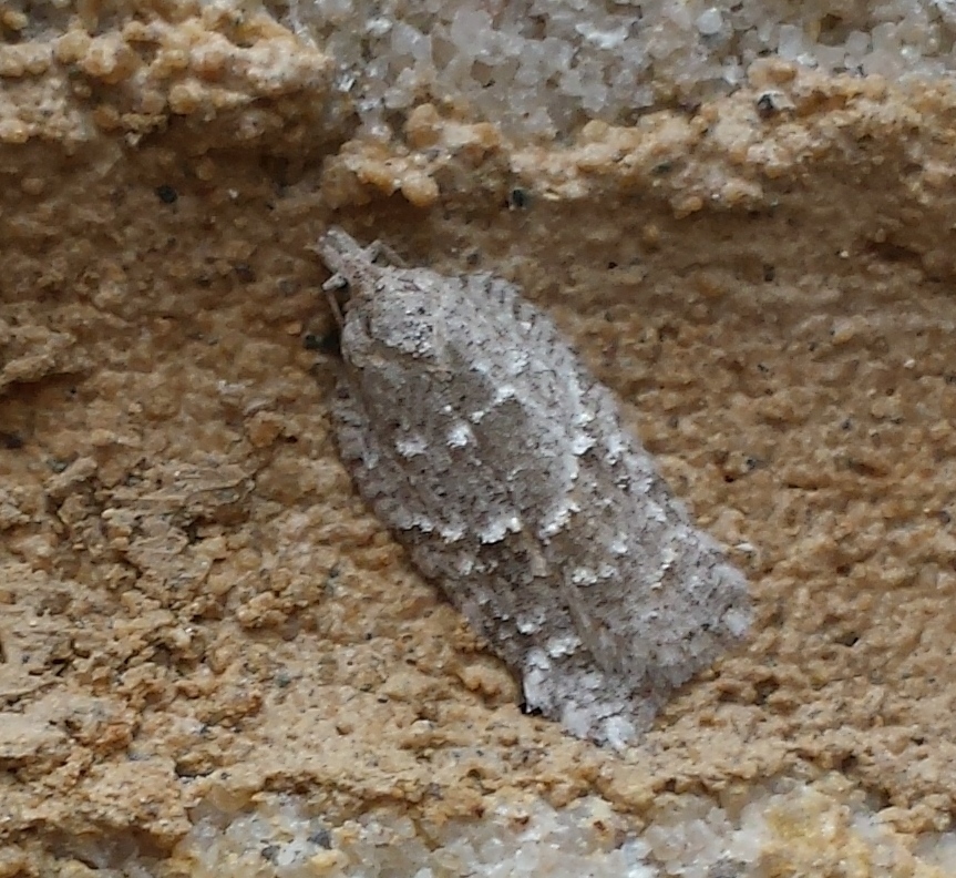 North American Black-headed Birch Leaffolder Moth