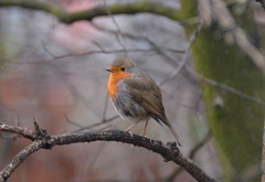 Erithacus rubecula