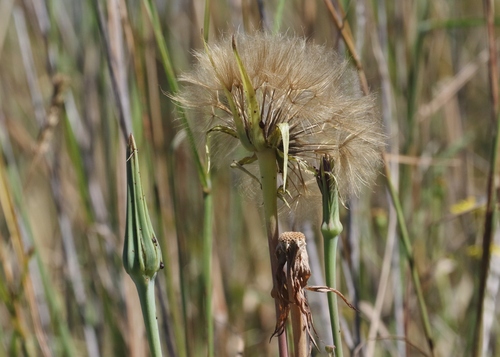 Tragopogon porrifolius observed 2023-07-21