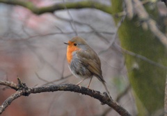 Erithacus rubecula