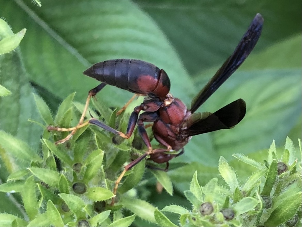 metric-paper-wasp-from-w-lawther-dr-dallas-tx-us-on-august-3-2023