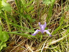 Iris ruthenica