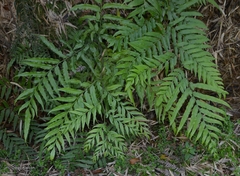 Pteris semiadnata
