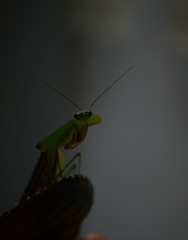 Choeradodis rhomboidea