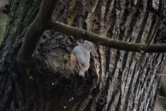 Sitta europaea