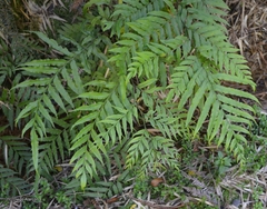 Pteris semiadnata