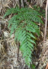 Pteris semiadnata