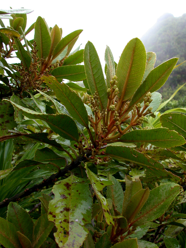Trimenia marquesensis