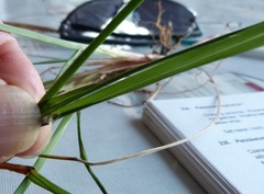 Poa anceps