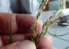 Poa anceps