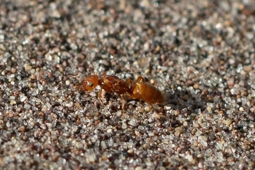 美西毛蚁Lasius occidentalis