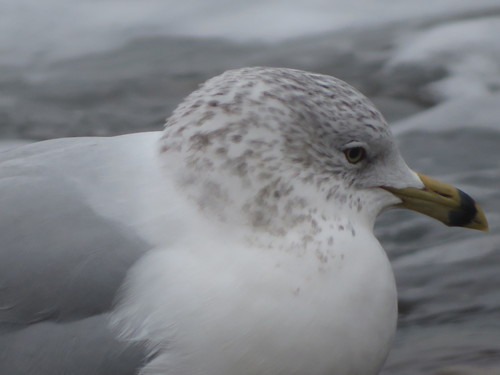 Ring-billed Gull photographed in Connecticut