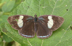 Diaethria clymena