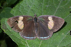 Diaethria clymena