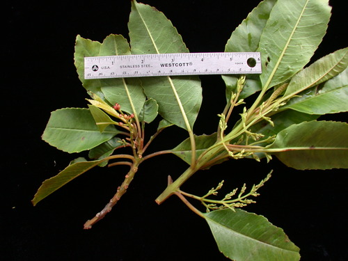 Trimenia nukuhivensis