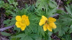 Trollius ranunculinus