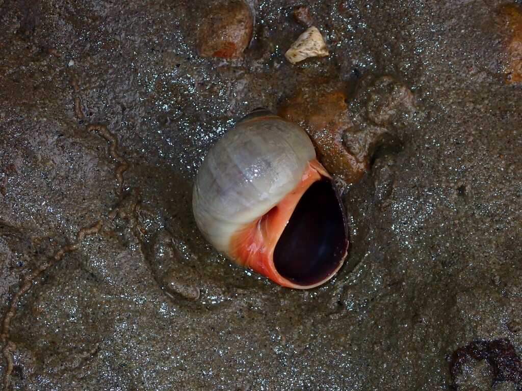 Leaden Sand Snail from Dunwich QLD 4183, Australia on August 2, 2023 at
