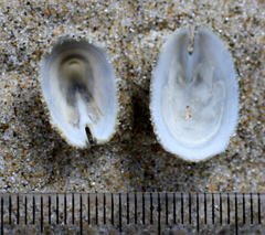 Emarginula striatula