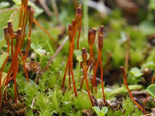 Tayloria serrata