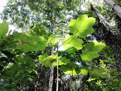 Cecropia longipes image