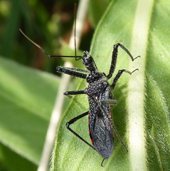 Rhynocoris tristis