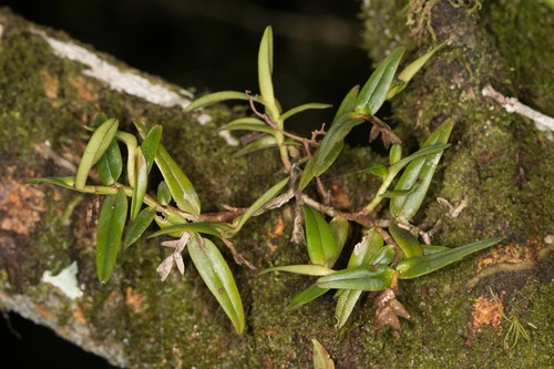 big cypress star orchid (Epidendrum strobiliferum)