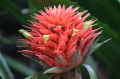 Aechmea magdalenae image