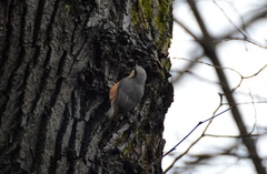Sitta europaea