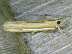 Pima albiplagiatella