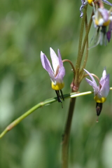 Primula fragrans