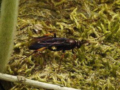Ichneumon centrator
