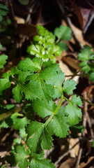 Tauschia kelloggii