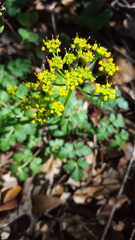 Tauschia kelloggii