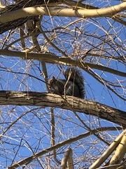 Sciurus carolinensis