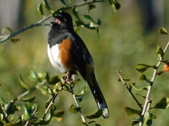 Pipilo erythrophthalmus alleni