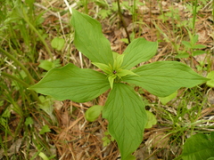 Paris verticillata