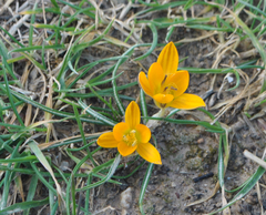 Crocus graveolens