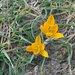 Crocus graveolens - Photo (c) M. Salimeh, some rights reserved (CC BY-NC), uploaded by M. Salimeh