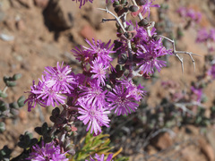 Ruschia cradockensis