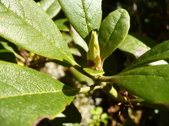 Rhododendron aureum