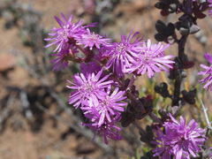 Ruschia cradockensis