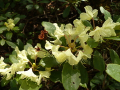 Rhododendron aureum