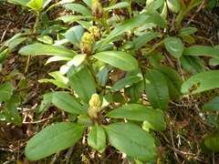Rhododendron aureum