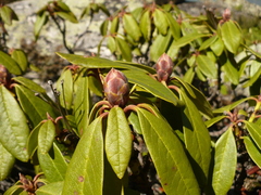 Rhododendron aureum